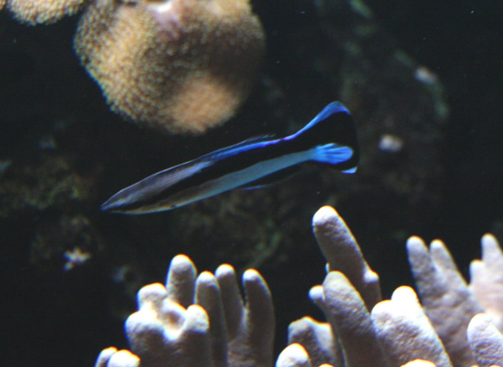 Ein Putzerlippfisch (Labroides dimidiatus) zwischen verschiedenen Korallen. 12.12.2009 im Aquarium des Berliner Zoos.