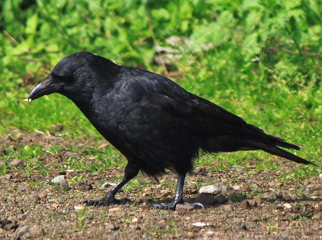 Ein Rabe bei der Futtersuche. (22.05.2012)