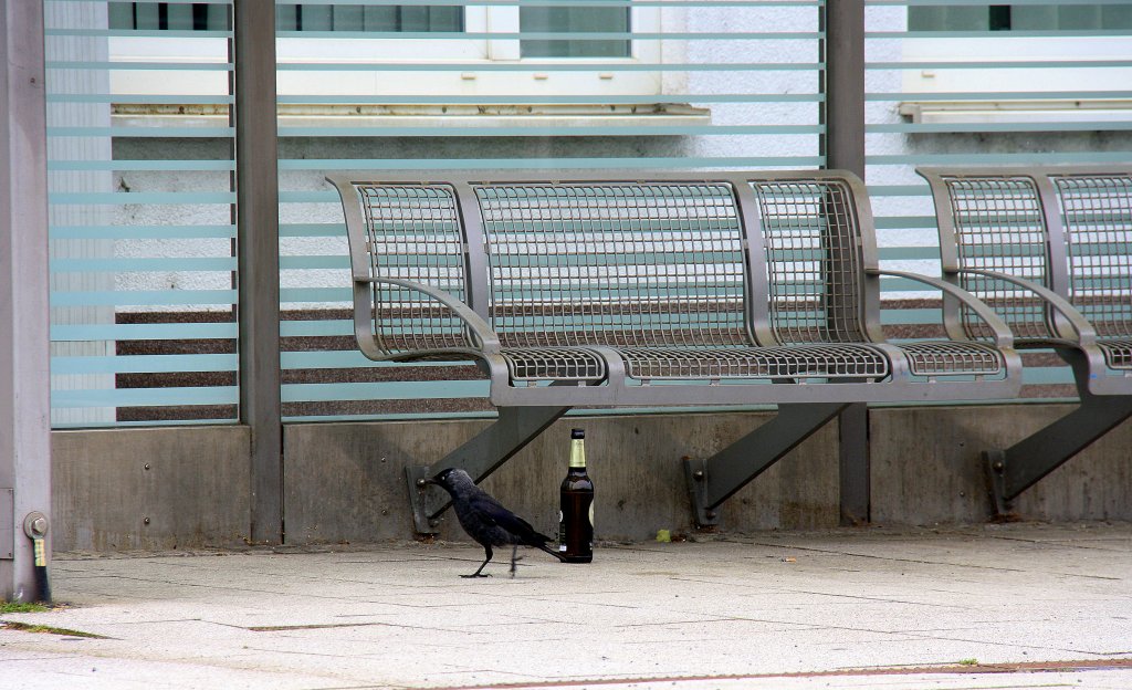 Ein Rabe sucht nach Leergut in Recklinghausen-Hbf am 21.7.2012.