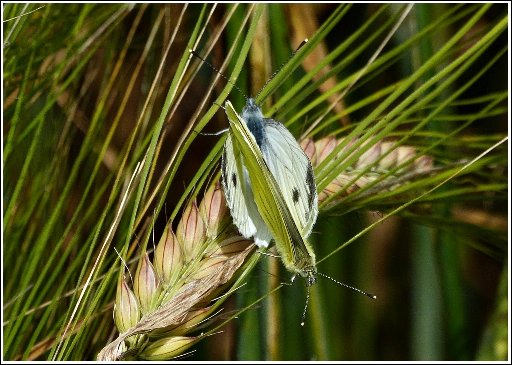 Ein Rapsweilingsprchen (Pieris napi) whrend der Paarung aufgenommen am 21.07.2012.   (Hans)