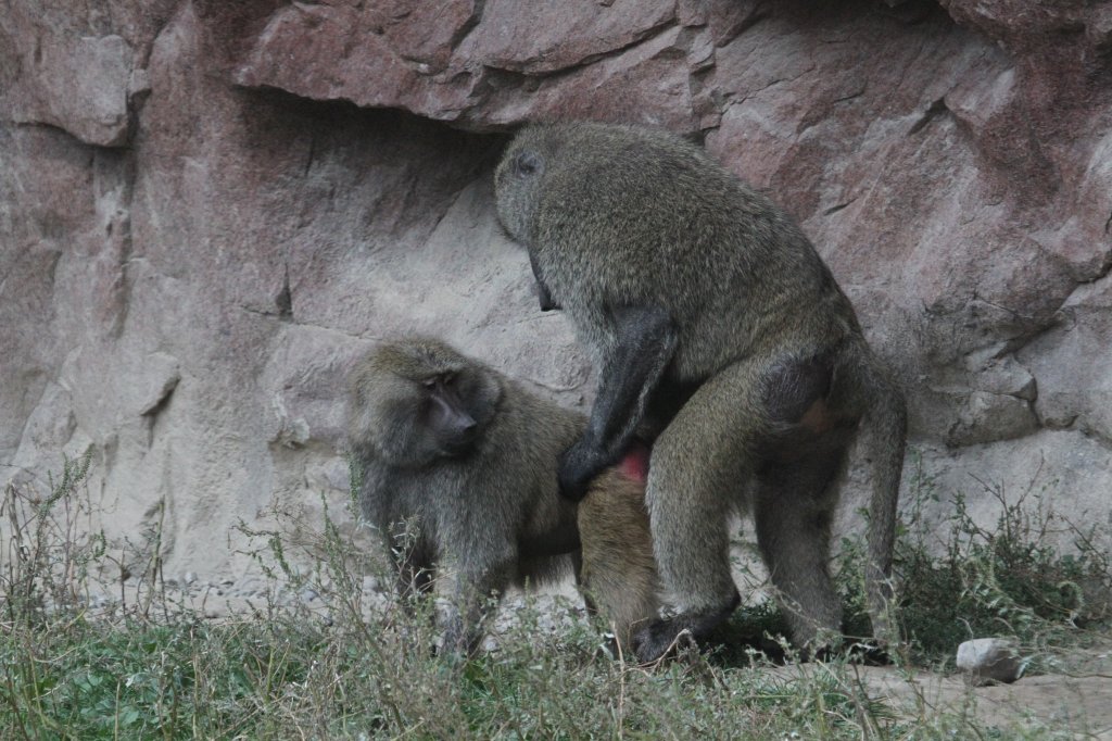 Ein Raunen ging durch die Menge, als die Kamera klickte; Wie kann man nur so etwas aufnehmen? Anubispaviane oder Grne Paviane (Papio anubis) am 25.9.2010 im Toronto Zoo.