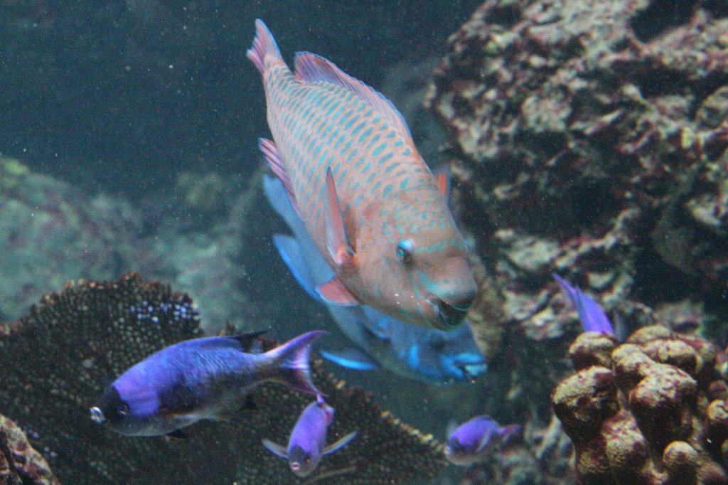 Ein Regenbogen-Papageifisch (Scarus guacamaia) und eine Gruppe Creolen-Lippfische (Clepticus parrai) gemeinsam auf Futtersuche. Zooaquarium Berlin am 12.3.2010. 