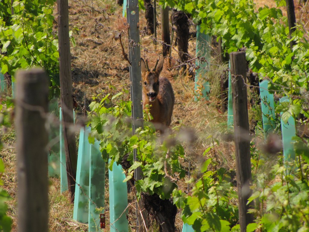 Ein Reh in den Weinbergen, bei Erbach (Rheingau); 13.05.2011