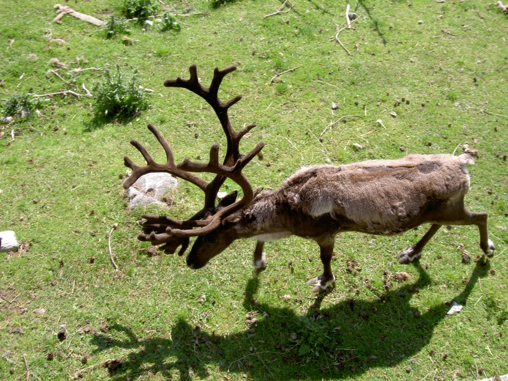 Ein Ren einmal von oben betrachtet am 2.7.2006 im Tierpark Kolmrden.
