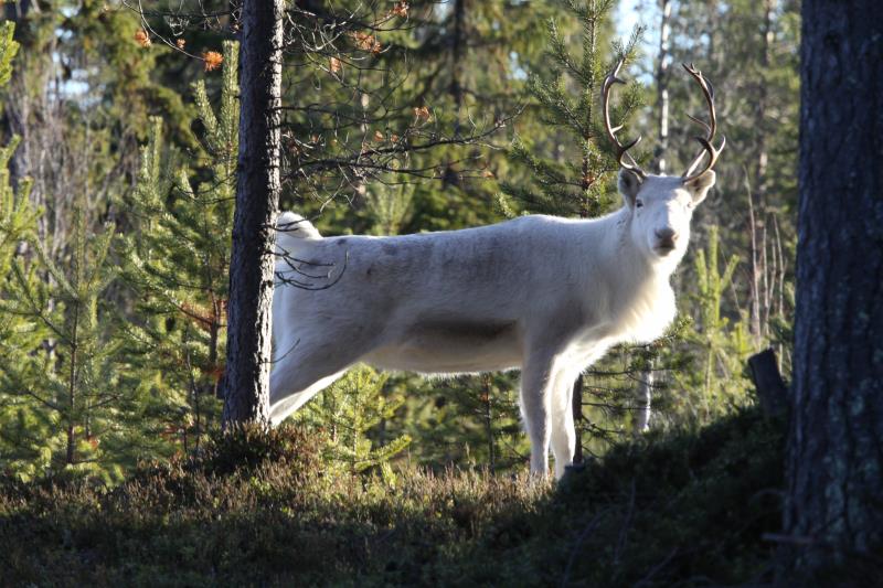 Ein Rentier in Hrjedalen/Schweden; 12.11.2012