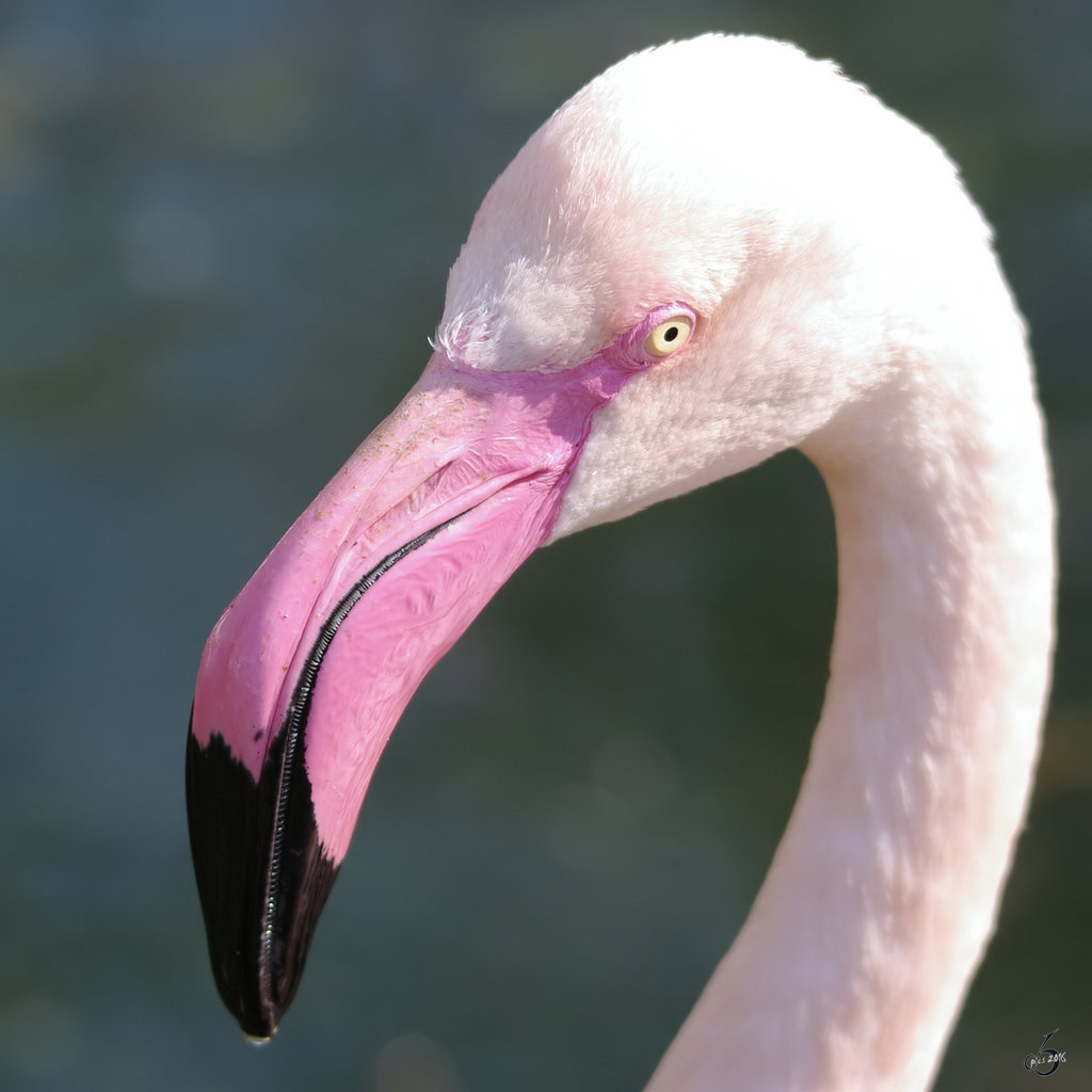 Ein Rosaflamingo im Portrait. (April 2009)