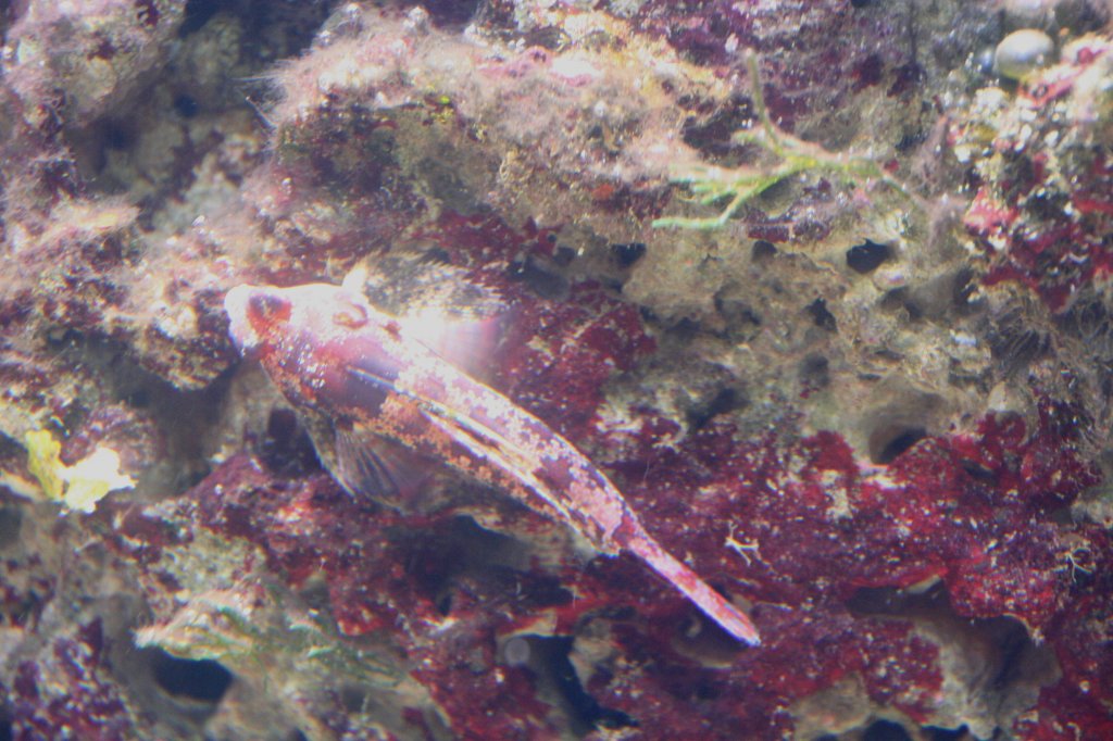 Ein Roter Leierfisch (Pseudosynchiropus marmoratus) am 12.12.2009 im Aquarium des Berliner Zoos.