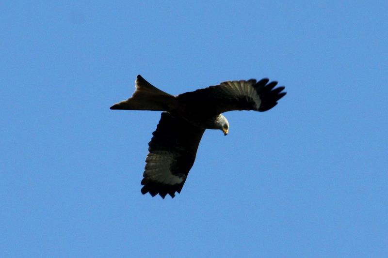 Ein Roter Milan in der Schaalseeregion (NWM); 06.04.2012