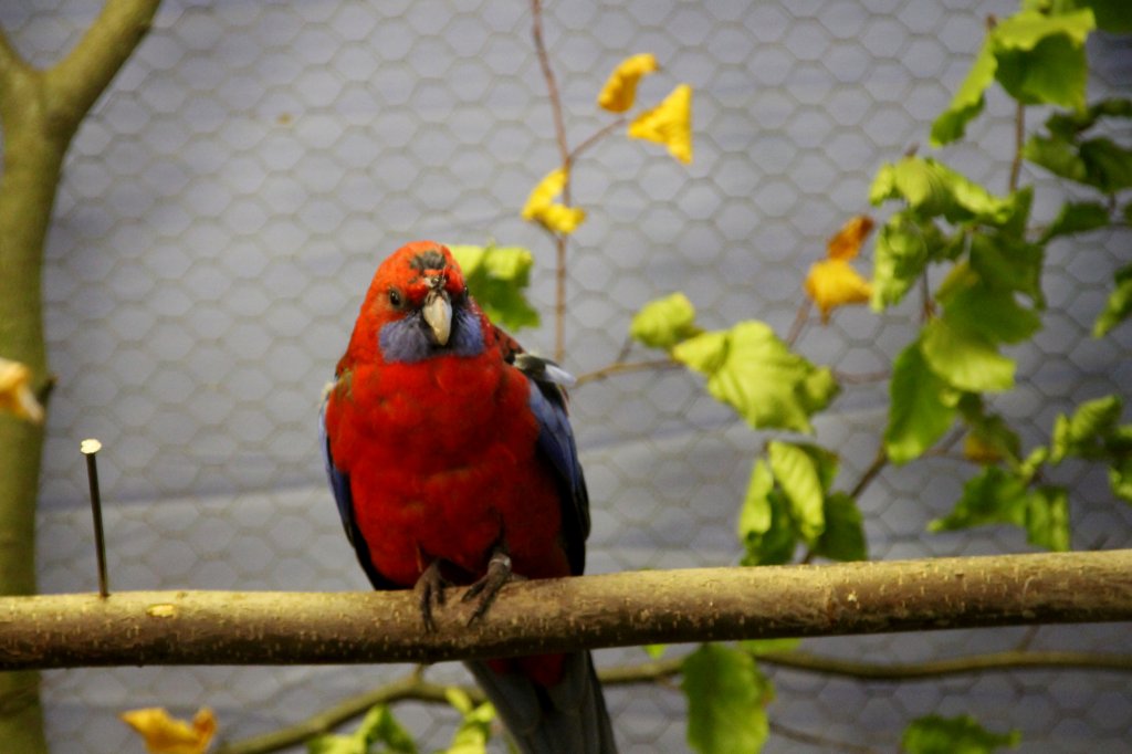 Ein roter Pennantsittich auf dem Ast. Zu sehen zur Ausstellung Ziergeflgel und Exotenschau in Zeulenroda. Foto 20.10.12 