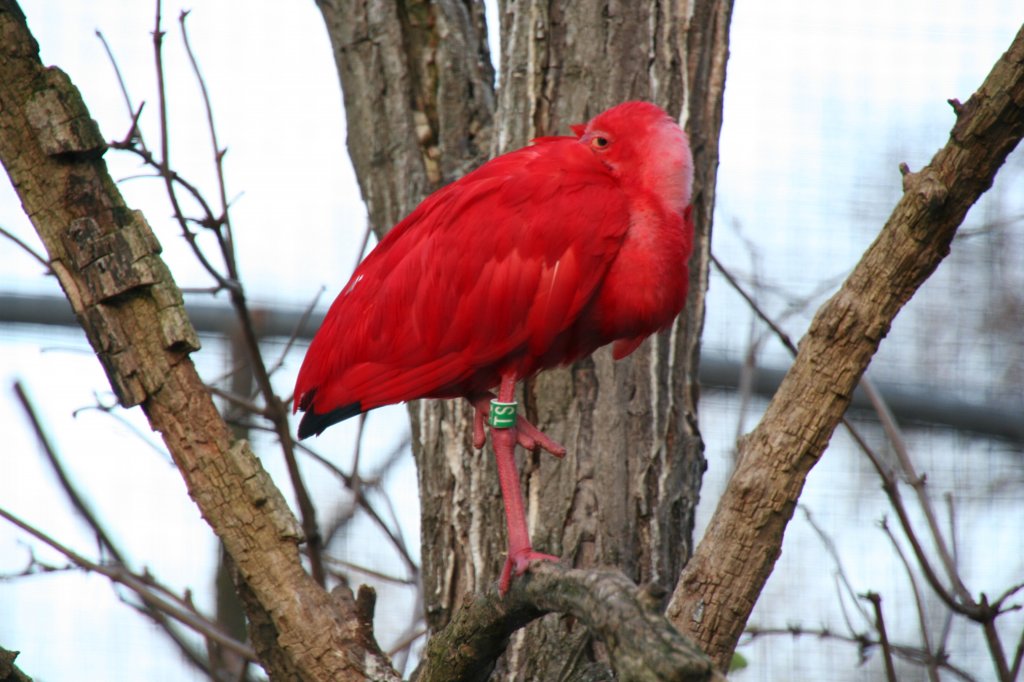 Ein Roter Sichler (Eudocimus ruber) beim Schlafen, oder halt man wird mit einem Auge beobachtet. Zoo Dresden am 7.12.2009.