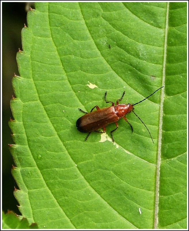 Ein rotgelber Weichkfer (Rhagonycha fulva) auf einem Brennnesselblatt.  20.07.2012  (Hans)