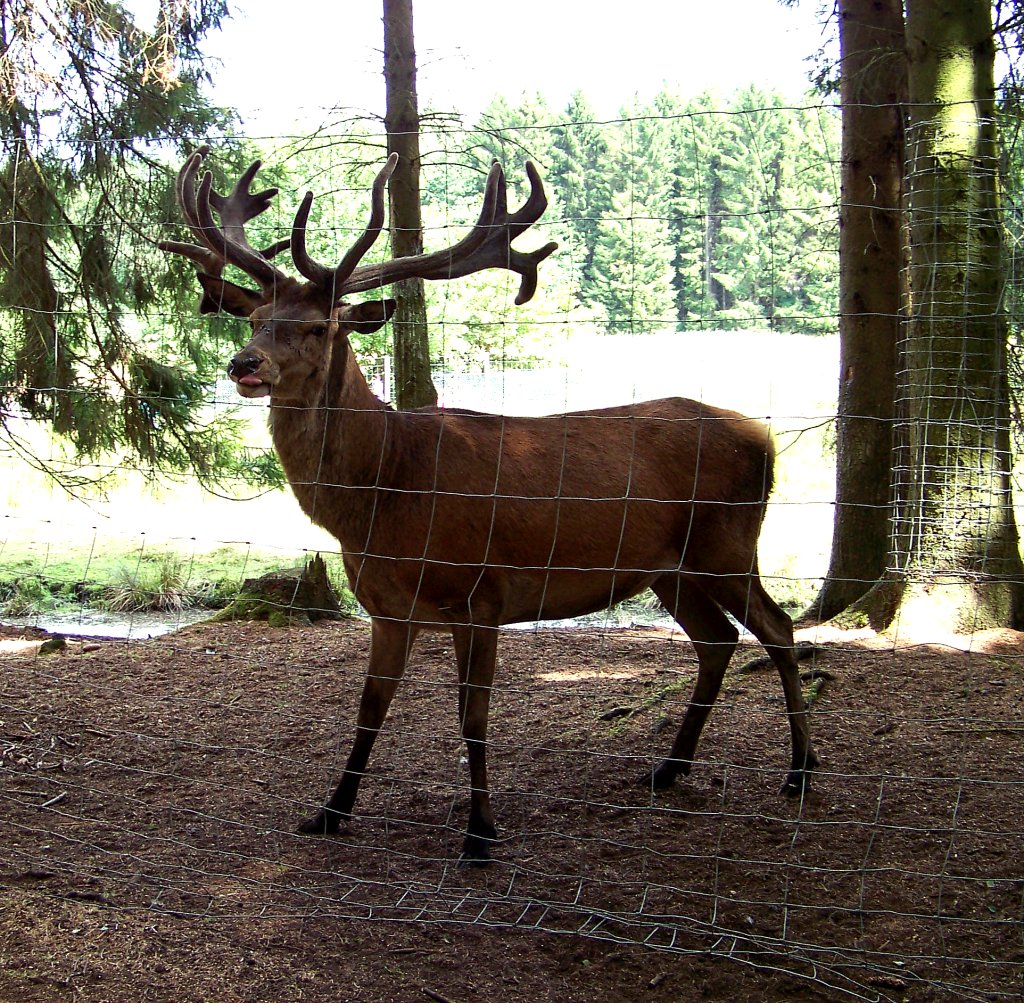 Ein Rothirsch (schnes Tier :D) im Wildpark Mden (25.07.10) 