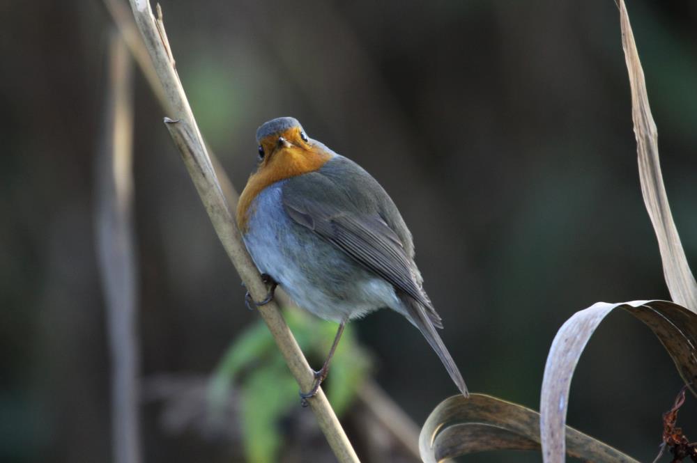 Ein Rotkehlchen im Schilf am Lac du Der; 17.11.2011