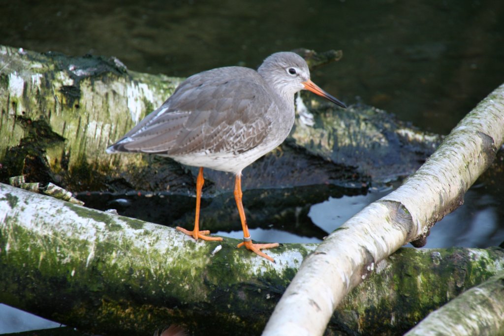 Ein Rotschenkel (Tringa totanus) am 7.12.2009 im Zoo Dresden.