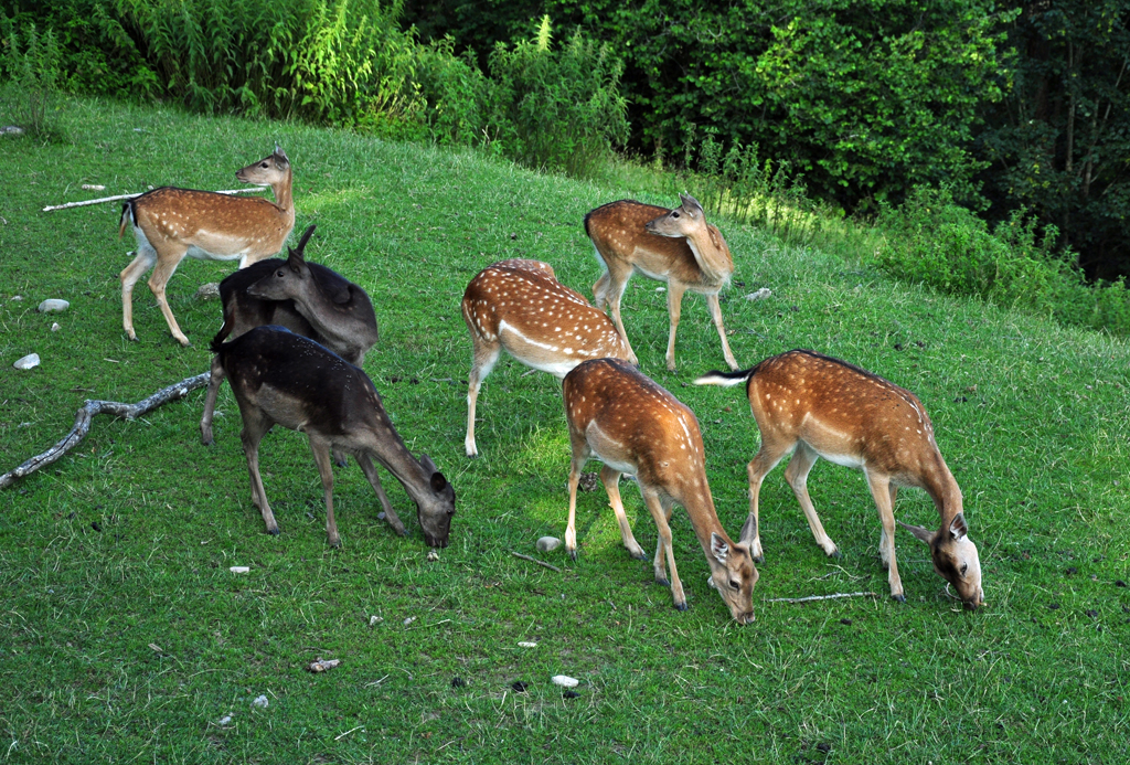 Ein Rudel Rehe auf der Weide beim Schlo Zeil - Leutkirch 16.07.2011