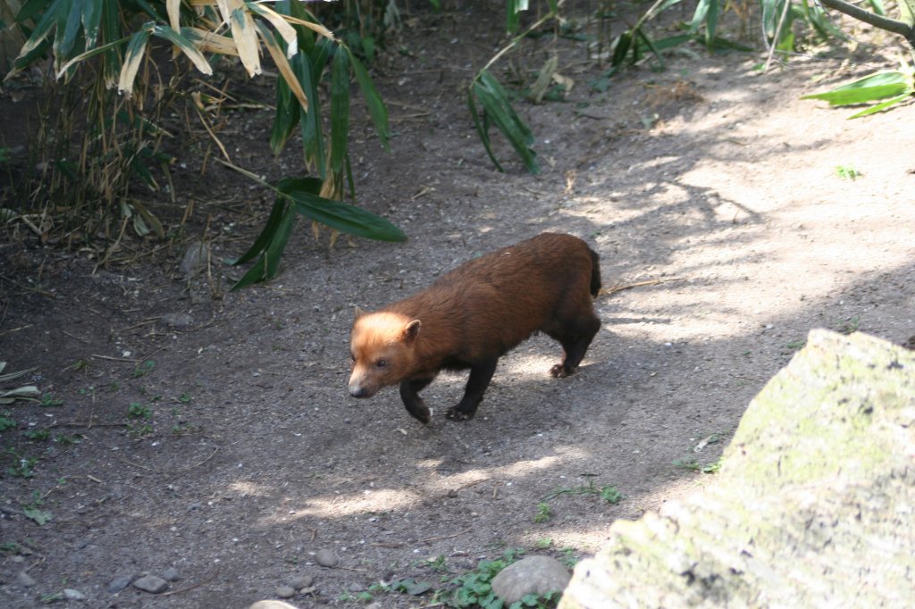 Ein ruheloser Waldhund (Speothos venaticus) am 30.3.2008 in der Wilhelma.