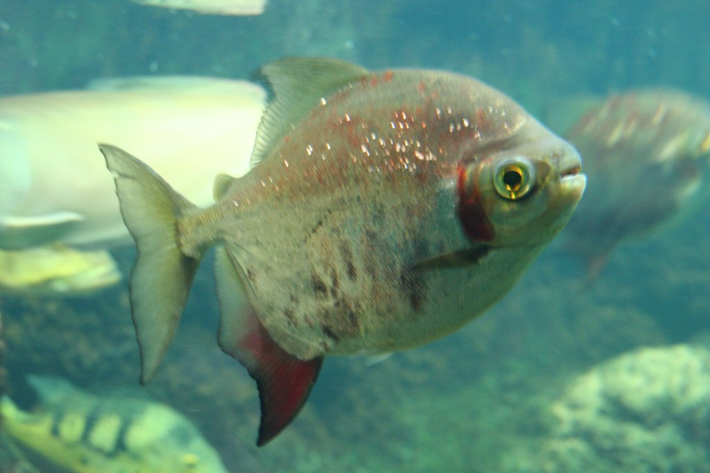 Ein Sgesalmler von der Gattung Myleus am 12.12.2009 im Aquarium des Berliner Zoos.