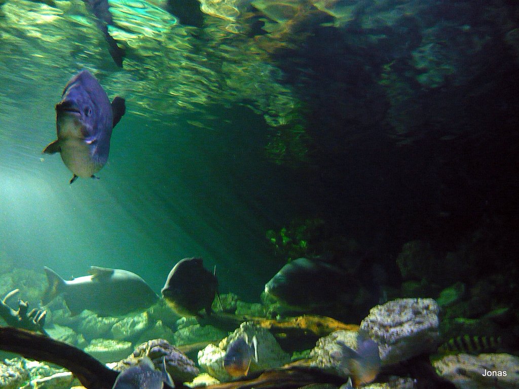 Ein Sgesalmler schwimmt herum