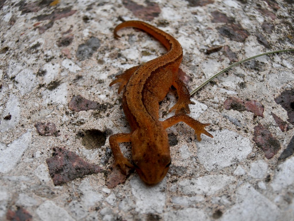 Ein Salamander. Foto 12.05.2012