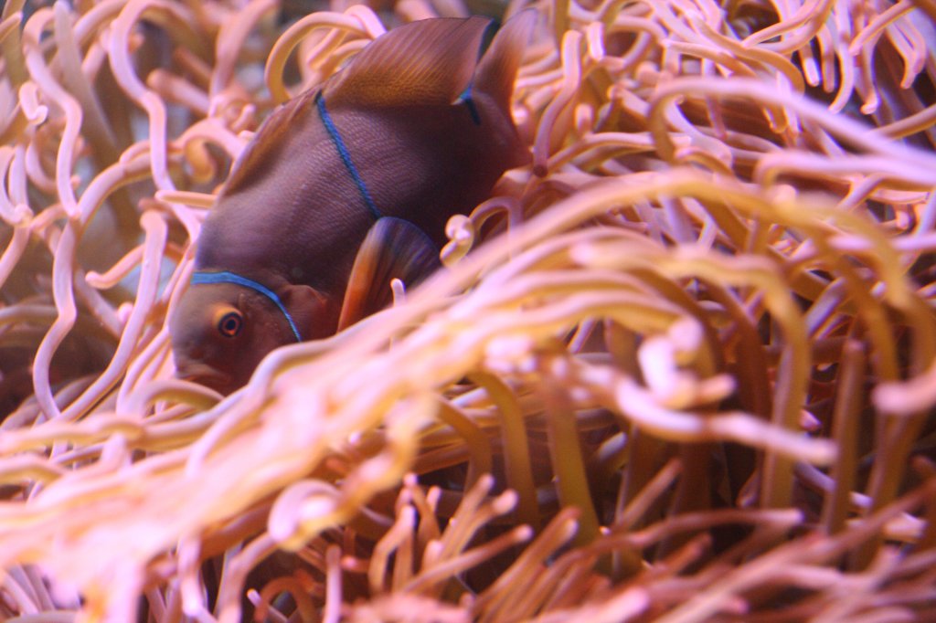 Ein Samt-Anemonenfisch (Amphiprion biaculeatus) versucht sich in einer Kupferanemone (Entacmaea quatricolor)zu verstecken. 12.12.2009 im Aquarium des Berliner Zoos.