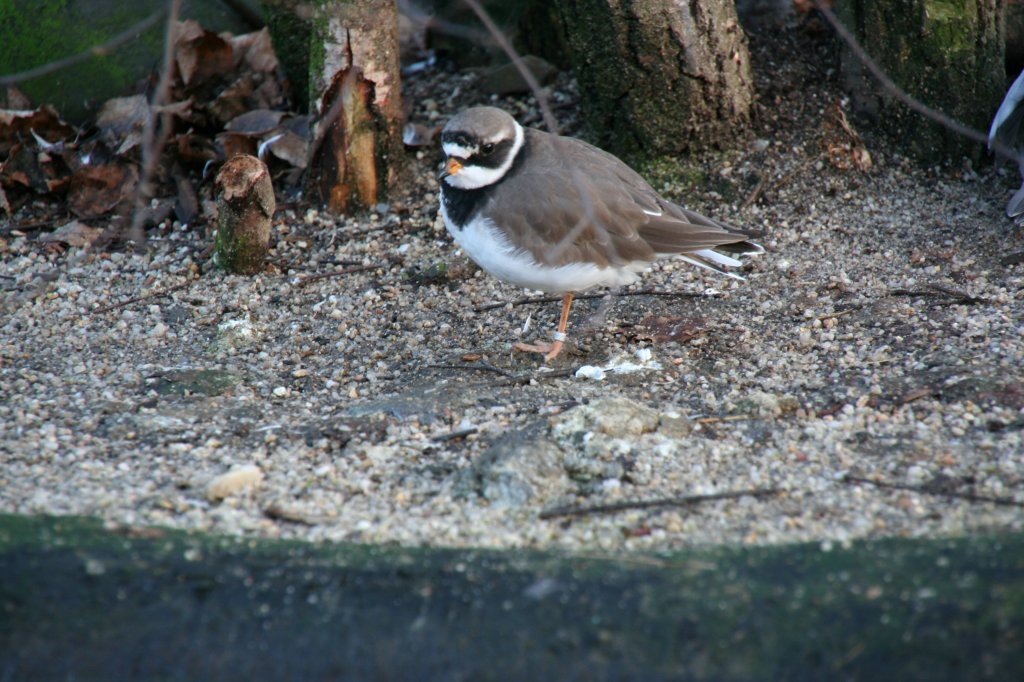 Ein Sandregenpfeifer (Charadrius hiaticula) am 7.12.2009 in der Tundraanlage des Zoos Dresden.