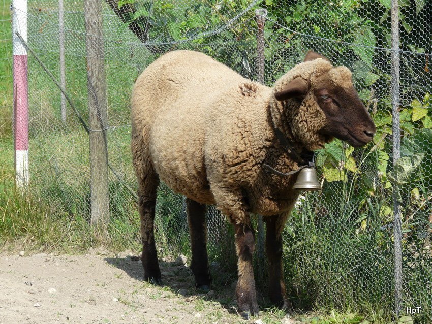 Ein Schaf in Aegerten am 22.08.2009
