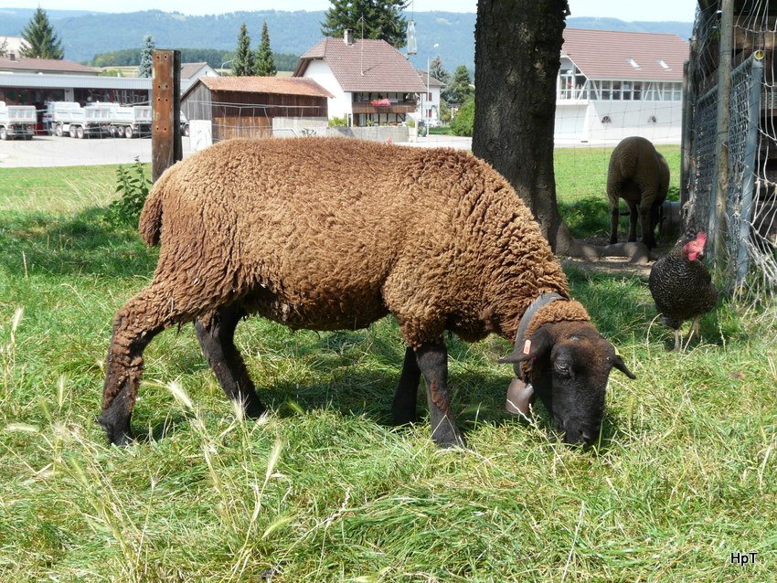 Ein Schaf in Aegerten am 22.08.2009