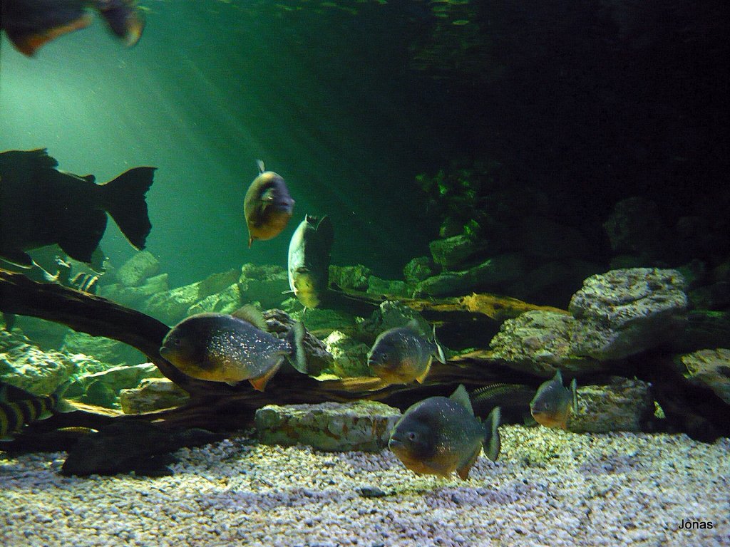 Ein Schar von Sgesalmler schwimmt herum 