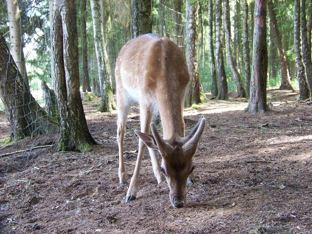 Ein scheues Damwild-Kalb im Wildpark Mden. (25.07.10)