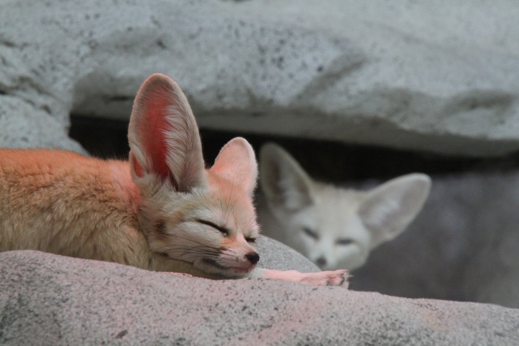 Ein schlafender Fennek (Vulpes zerda) am 9.2.2010 im Zoo Karlsruhe.