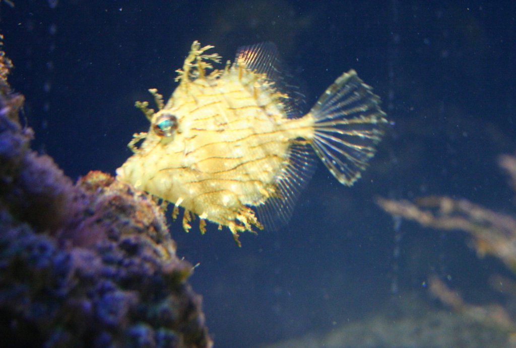 Ein Schmuck-Feilenfisch (Chaetodermis pencilligerus) im Aquaria Vattenmuseum im Djurgrden von Stockholm.
