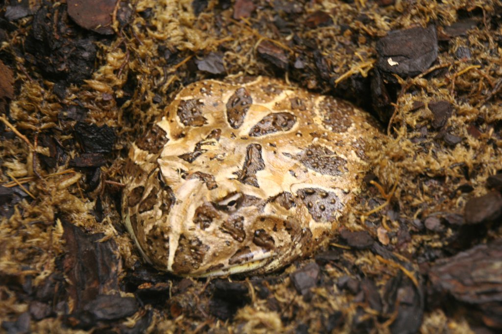 Ein Schmuckhornfrosch (Ceratophrys ornata) hat sich in im Mulch eingegraben. Tierpark Berlin am 9.1.2010.
 
