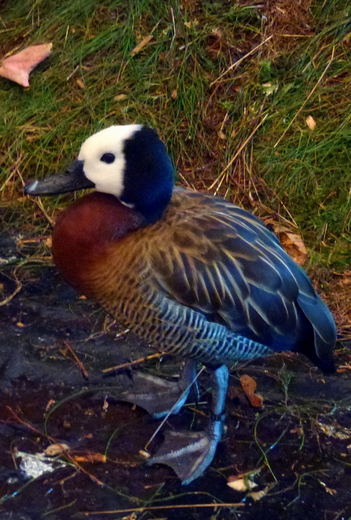 Ein schne Witwenpfeifgans in Zeulenroda. Foto 20.10.2012