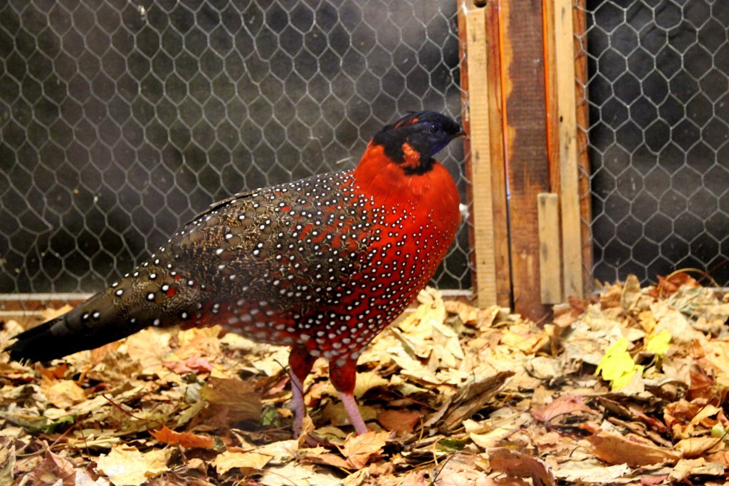 Ein schner Fasan Satyrtragopan. Foto 20.10.2012