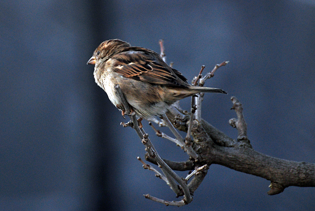  Ein schner Rcken kann auch Entzcken  - Sperling im Garten - 04.02.2012