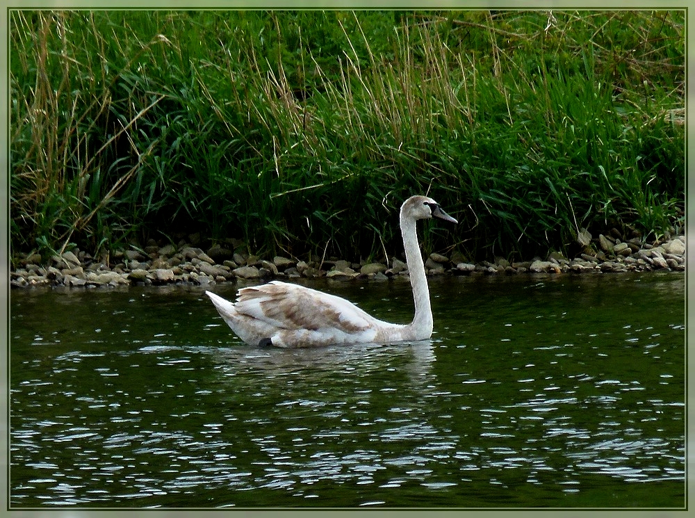 Ein schner Schwan lsst sich auf der Mosel treiben. 17.04.2011 (Jeanny)