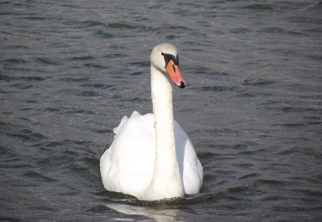 Ein Schwan am 30. August 2011 im Main bei Retzbach.