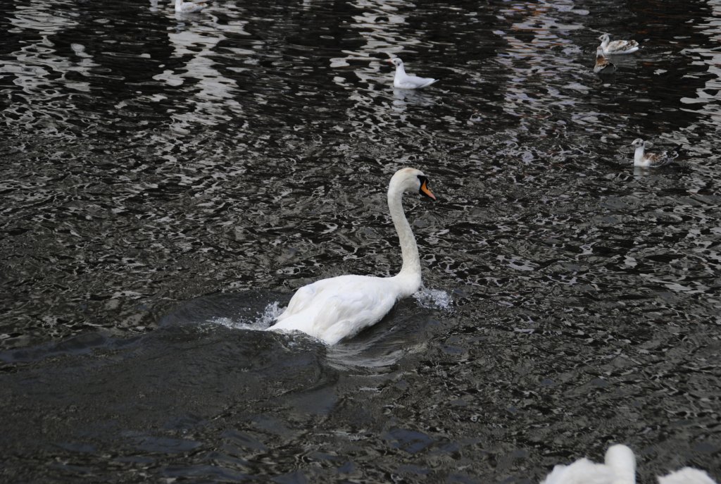 Ein Schwan, auf der Alster im Hamburg am 01.08.2010