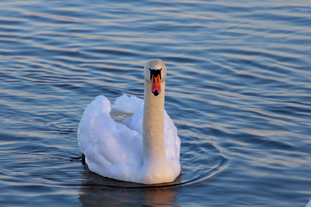 Ein Schwan auf der noch nicht zugefrorenen Wasserflche des Stettiner Haffs. - 25.01.2013