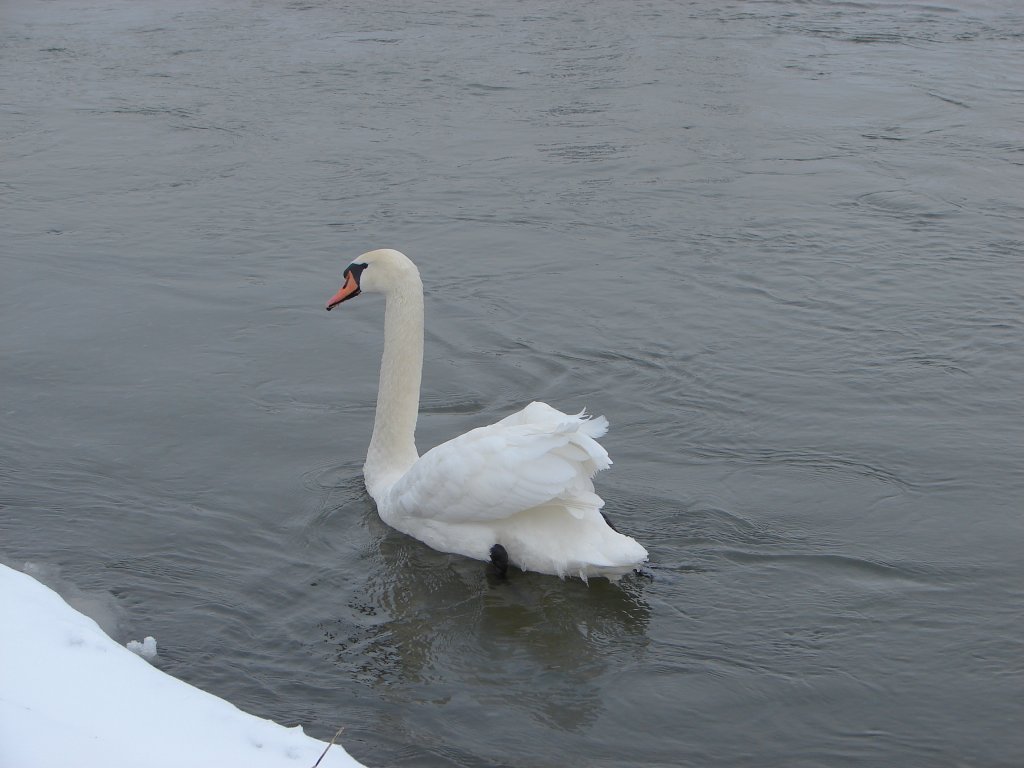 Ein Schwan auf der Unstrut - 10.01.2010 
