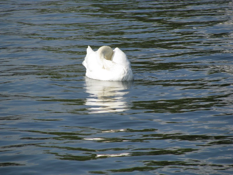Ein Schwan beim putzen fotografiert auf dem Schweriner See