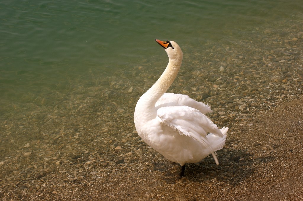 Ein Schwan geniesst die ersten warmen Sonnenstrahlen
(16.04.2010)