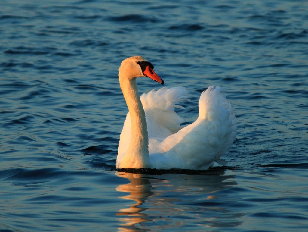 Ein Schwan im Licht der untergehenden Sonne am 11.06.2013 auf dem Burger Binnensee auf Fehmarn.