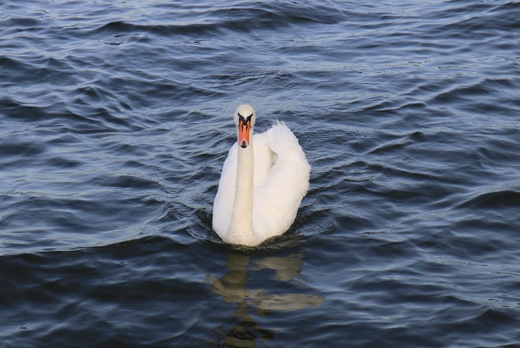 Ein Schwan schwimmt auf dem Sen See am Campingplatz Seeburg im Mansfelder Land (Nordstrand). [19.8.2017 - 8:06 Uhr]