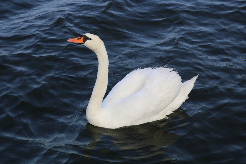 Ein Schwan schwimmt auf dem Sen See am Campingplatz Seeburg im Mansfelder Land (Nordstrand). [19.8.2017 - 8:06 Uhr]