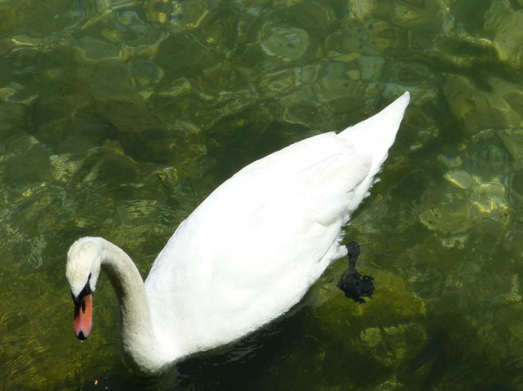 Ein Schwan schwimmt im Gardasee, Sirmione am 28.05.2013.