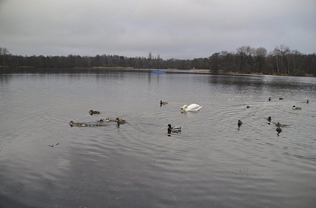 Ein Schwan und viele Enten, auf dem Silber See in Hannover. Foto vom 23.01.2011.