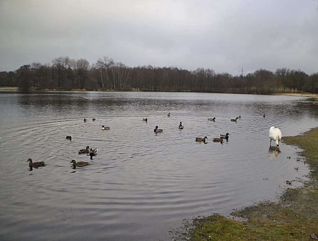 Ein Schwan und viele Enten, auf dem Silber See in Hannover. Foto vom 23.01.2011.
