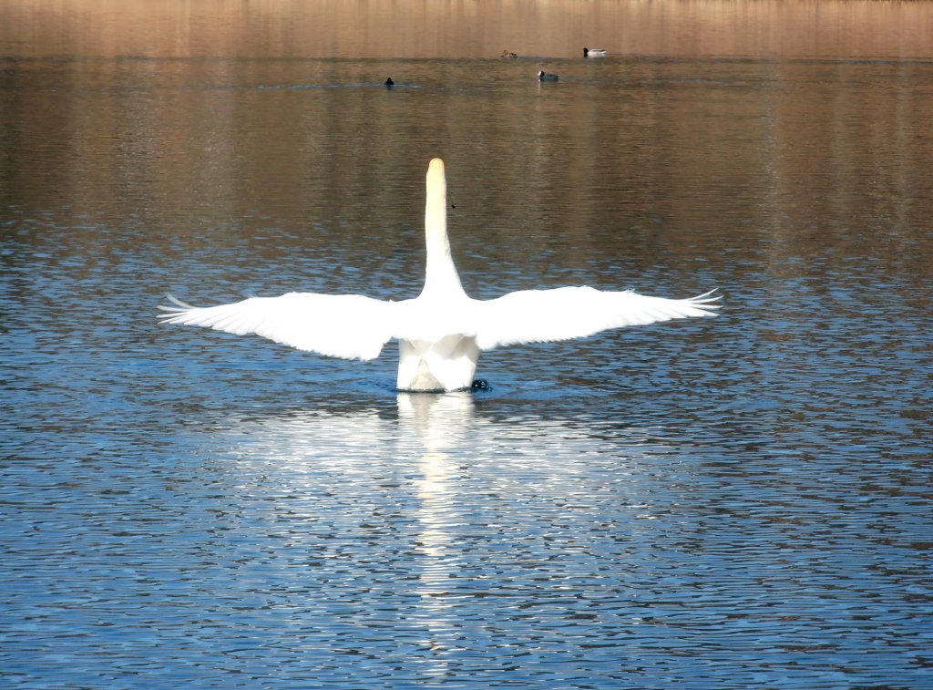 Ein Schwan in Zeulenroda. Foto 18.03.2012