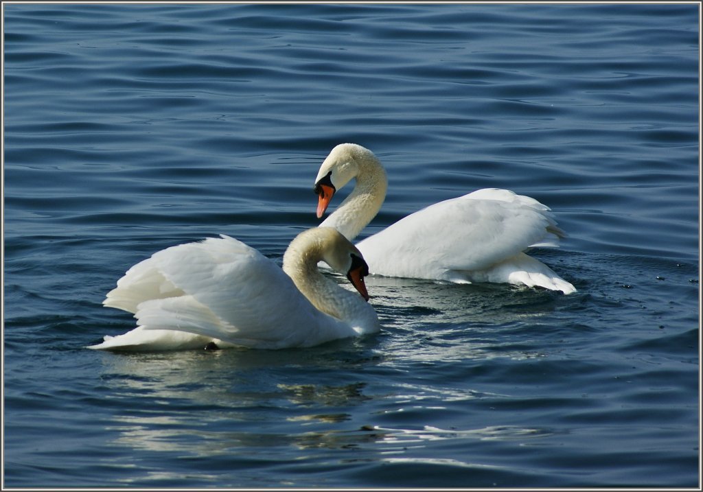 Ein Schwanenpaar lernt sich kennen.
(04.03.2012)